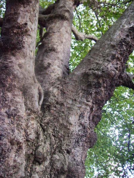 the lovely old plane tree