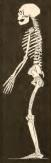 #La Chapelle skeleton