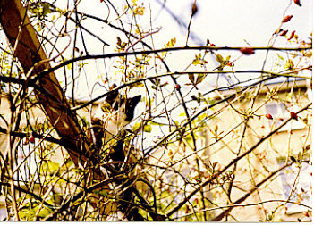 A young cat greets the spring