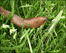 Welsh slugs play music
And Belle (dog) will take 
you for a walk