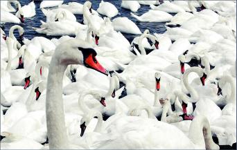 click on the picture to go to the web site it
comes from